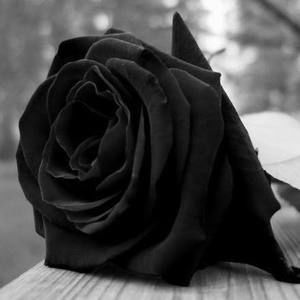 Meet your Posher, Zaragoza